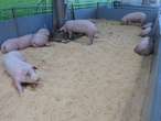 Auch der Burgenländische Ferkelring und Schweinezuchtverband beteiligt sich an der Ausstellung im Messestall. © Bgld. Landwirtschaftskammer/Leitgeb Auch der Burgenländische Ferkelring und Schweinezuchtverband beteiligt sich an der Ausstellung im Messestall. © Bgld. Landwirtschaftskammer/Leitgeb