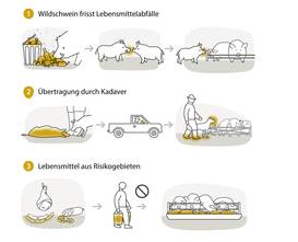Die Afrikanische Schweinepest kann durch drei verschiedene Abläufe übertragen werden. Die Verbreitung des Erregers durch gefressene Lebensmittelabfälle, Kadaver oder Lebensmittel aus Risikogebieten bildet die größte Gefahr. © AGES Die Afrikanische Schweinepest kann durch drei verschiedene Abläufe übertragen werden. Die Verbreitung des Erregers durch gefressene Lebensmittelabfälle, Kadaver oder Lebensmittel aus Risikogebieten bildet die größte Gefahr. © AGES