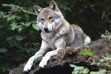 wolf-1336229 1920 (c) Pixabay.jpg