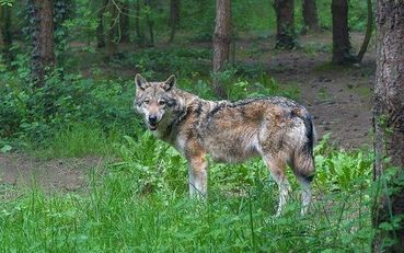 wolf-3585218__340.jpg