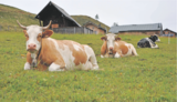 Die vier Milchkühe sind bereits trockengestellt und genießen noch die Zeit bis Ruperti auf der Alm, bevor es wieder auf den Heimhof geht. © Mooslechner