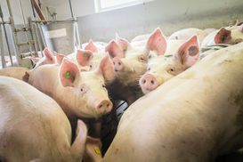 Im Praxisversuch mit je zehn Tieren in zwei Boxen waren die Tiere gesund, fraßen normal und legten mit den Pellets stärker zu als mit Lignocellulose © Alexander Danner Im Praxisversuch mit je zehn Tieren in zwei Boxen waren die Tiere gesund, fraßen normal und legten mit den Pellets stärker zu als mit Lignocellulose © Alexander Danner