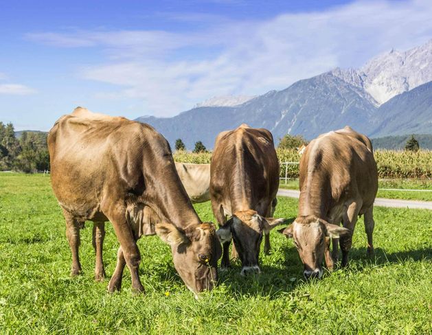 Eine schonende Beweidung ist Voraussetzung,
damit man nicht mehr Schaden als Nutzen hat. © Michaela Kölle Eine schonende Beweidung ist Voraussetzung,
damit man nicht mehr Schaden als Nutzen hat. © Michaela Kölle
