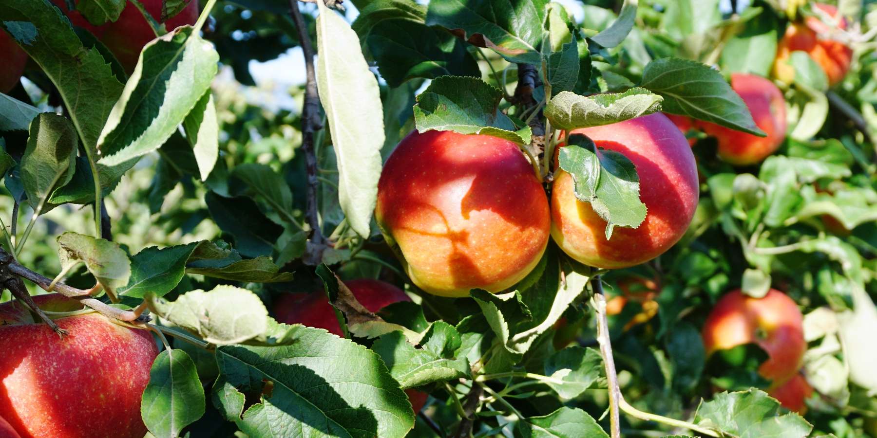 Apfelbaum_banner.jpg © LK Tirol Apfelbaum_banner.jpg © LK Tirol