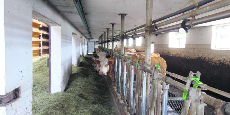 Im Altbestand wurde ein Fressgitter montiert, die bestehende Rohrmelkleitung dient weiterhin zum Melken, Liegeplatz und Auslauf sind außerhalb des Stalles. © LK NÖ/Josef Rechberger Im Altbestand wurde ein Fressgitter montiert, die bestehende Rohrmelkleitung dient weiterhin zum Melken, Liegeplatz und Auslauf sind außerhalb des Stalles. © LK NÖ/Josef Rechberger