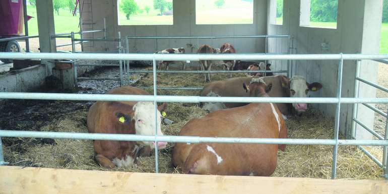Einen Stall für Trockensteher mit Tiefstreu und erhöhter Standstufe als Fressplatz eignet sich als Zubau. © LK NÖ/Josef Rechberger Einen Stall für Trockensteher mit Tiefstreu und erhöhter Standstufe als Fressplatz eignet sich als Zubau. © LK NÖ/Josef Rechberger