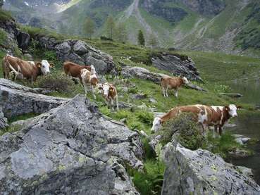 Almtiere_Gruber-Veit.jpg © Franz Gruber-Veit