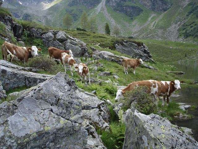 Almtiere_Gruber-Veit.jpg © Franz Gruber-Veit