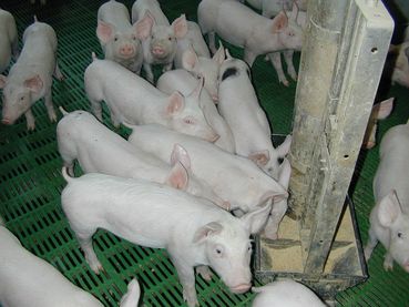 © Landwirtschaftskammer Oberösterreich © Landwirtschaftskammer Oberösterreich