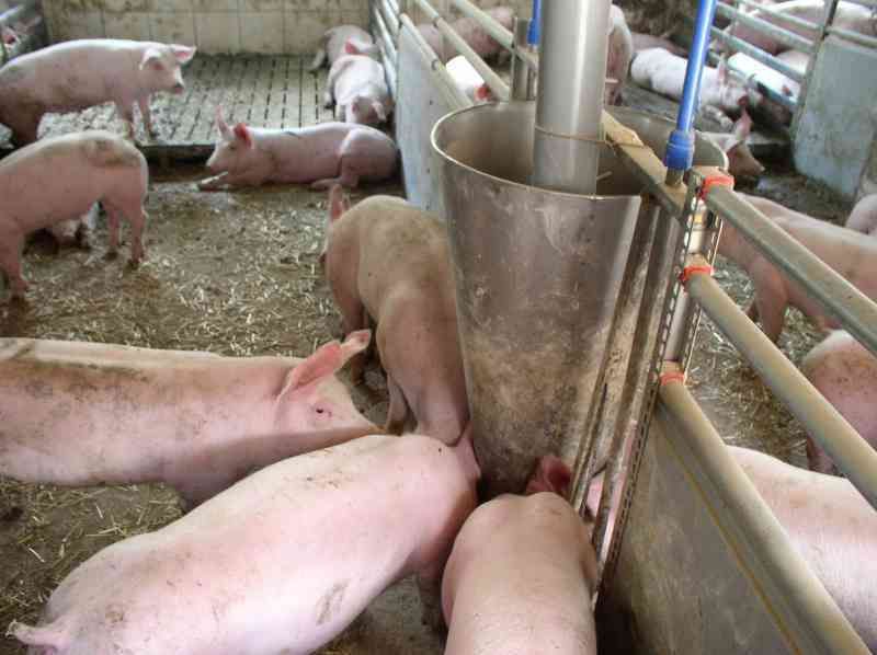 Mastschweine.jpg © Landwirtschaftskammer Oberösterreich Mastschweine.jpg © Landwirtschaftskammer Oberösterreich