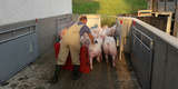 Durch die Trenngitter gibt es kein Zurücklaufen und der Chaffeur übernimmt die Schweine aus den Warteboxen. © LK OÖ, Franz Strasser