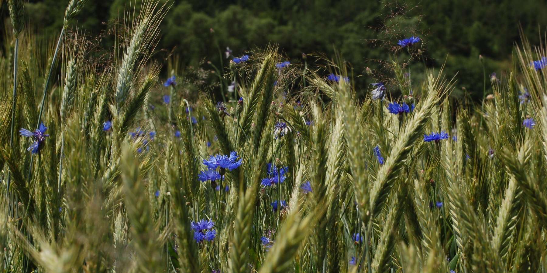 © Harald Schally/LK Niederösterreich © Harald Schally/LK Niederösterreich