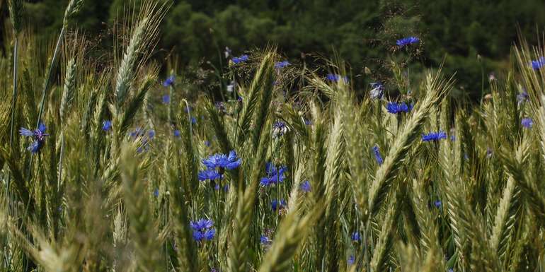 © Harald Schally/LK Niederösterreich © Harald Schally/LK Niederösterreich