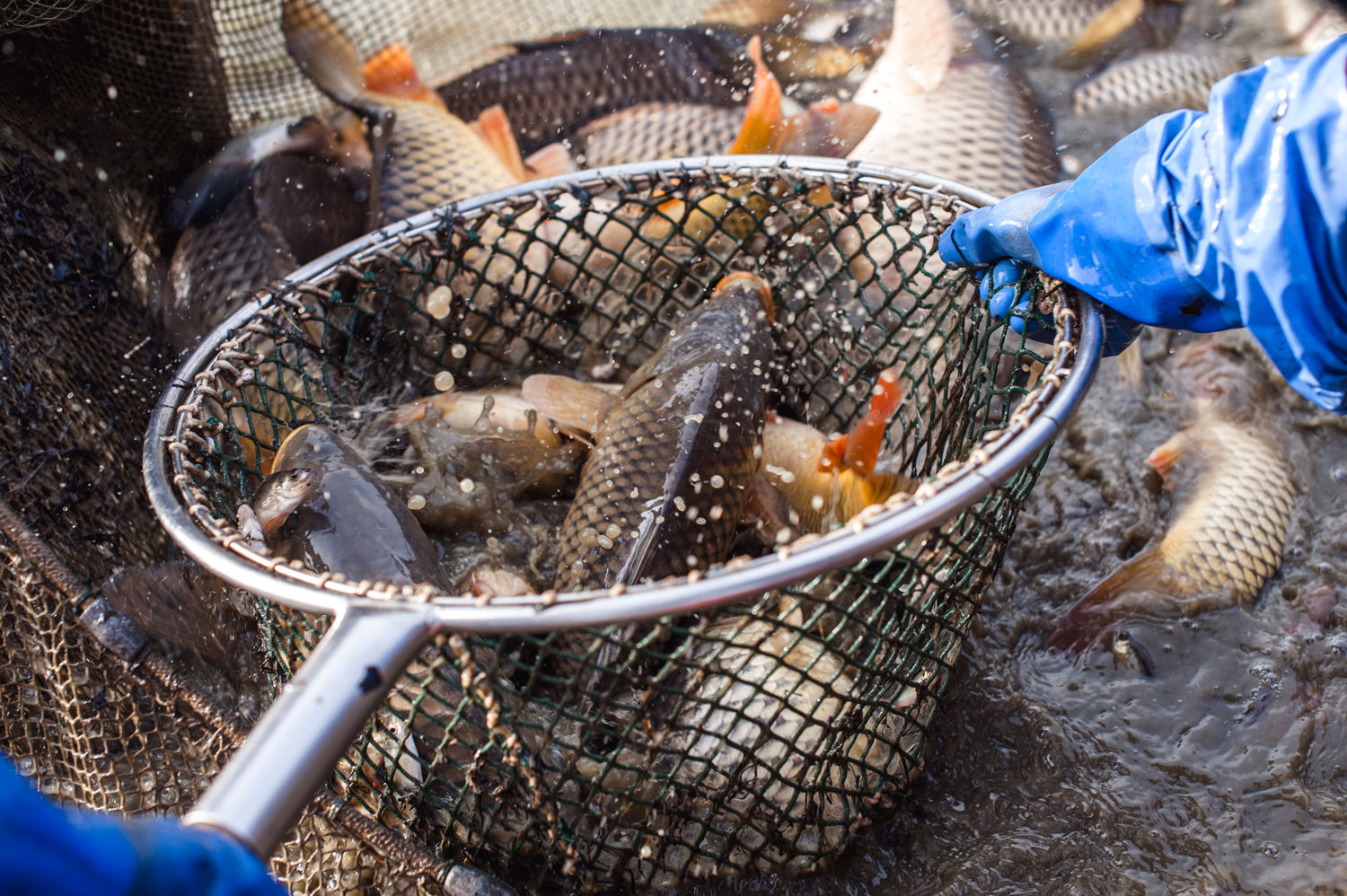 Head Fische Ostösterreich.jpg © Martina Siebenhandl / Archiv Aqua Head Fische Ostösterreich.jpg © Martina Siebenhandl / Archiv Aqua