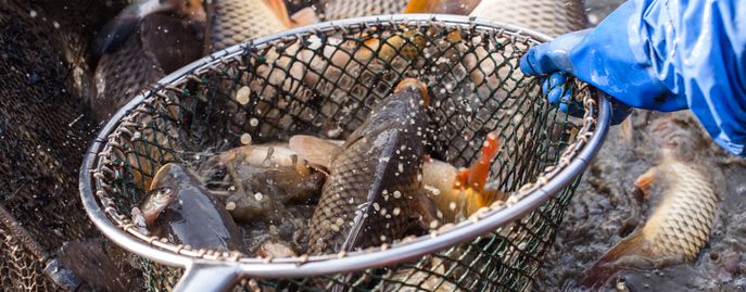 Head Fische Ostösterreich © Martina Siebenhandl / Archiv Aqua Head Fische Ostösterreich © Martina Siebenhandl / Archiv Aqua