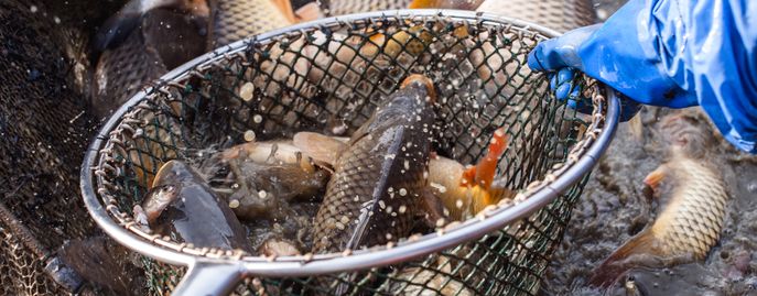 Head Fische Ostösterreich © Martina Siebenhandl / Archiv Aqua Head Fische Ostösterreich © Martina Siebenhandl / Archiv Aqua