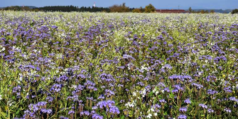 Für die Bienen ist derzeit Frühling - viele Zwischenfruchtbestände wie Phacelia, Ölrettich und Senf stehen witterungsbedingt teils noch in Vollblüte. © Bienenzentrum OÖ Für die Bienen ist derzeit Frühling - viele Zwischenfruchtbestände wie Phacelia, Ölrettich und Senf stehen witterungsbedingt teils noch in Vollblüte. © Bienenzentrum OÖ