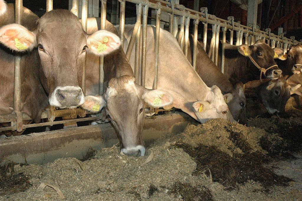Grassilagen mit höherem Eiweißgehalt.jpg © BRP OÖ Grassilagen mit höherem Eiweißgehalt.jpg © BRP OÖ