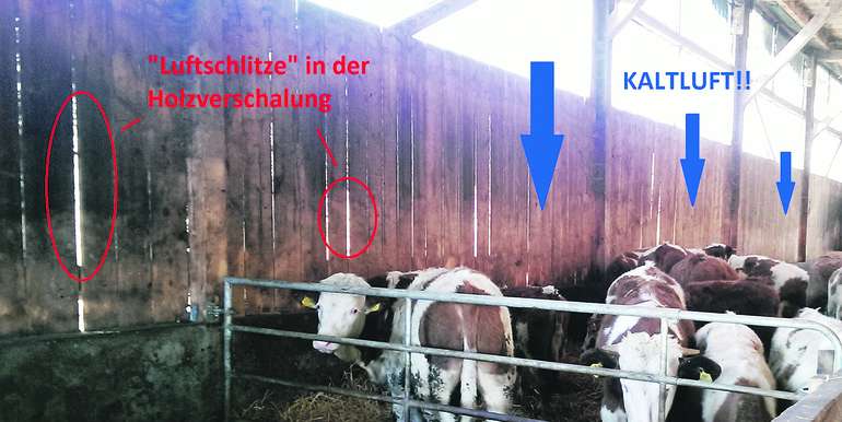 Direkter Kaltlufteintrag in den Tierbereich wirkt sich nachteilig auf die Tiergesundheit aus. © LK NÖ/Gottfried Etlinger Direkter Kaltlufteintrag in den Tierbereich wirkt sich nachteilig auf die Tiergesundheit aus. © LK NÖ/Gottfried Etlinger