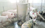 Schweine im Stall © LK NÖ