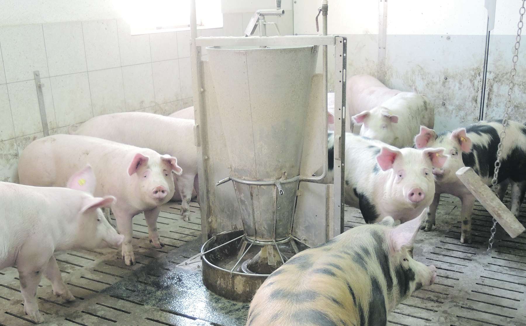 Schweine im Stall © LK NÖ