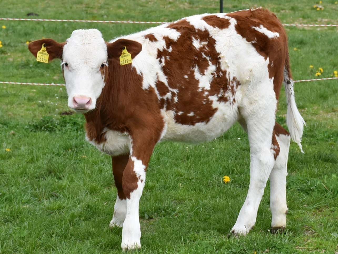 Rinder.jpg © Leitgeb/Bgld. Landwirtschftskammer