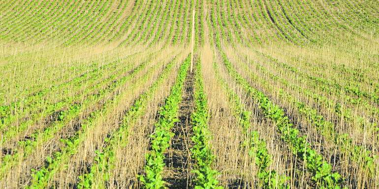 Die Direktsaat von Zuckerrübe in die Zwischenfrucht hat einwandfrei funktioniert und die Pflanzen entwickeln sich sehr gut. Es ist nicht notwendig, die Zwischenfrucht einzupflügen oder zu mulchen. Sie schützt vor Erosion und nimmt Unkrautsamen und Ausfallgetreide das Licht. © LK NÖ/Lorenz Mayr Die Direktsaat von Zuckerrübe in die Zwischenfrucht hat einwandfrei funktioniert und die Pflanzen entwickeln sich sehr gut. Es ist nicht notwendig, die Zwischenfrucht einzupflügen oder zu mulchen. Sie schützt vor Erosion und nimmt Unkrautsamen und Ausfallgetreide das Licht. © LK NÖ/Lorenz Mayr