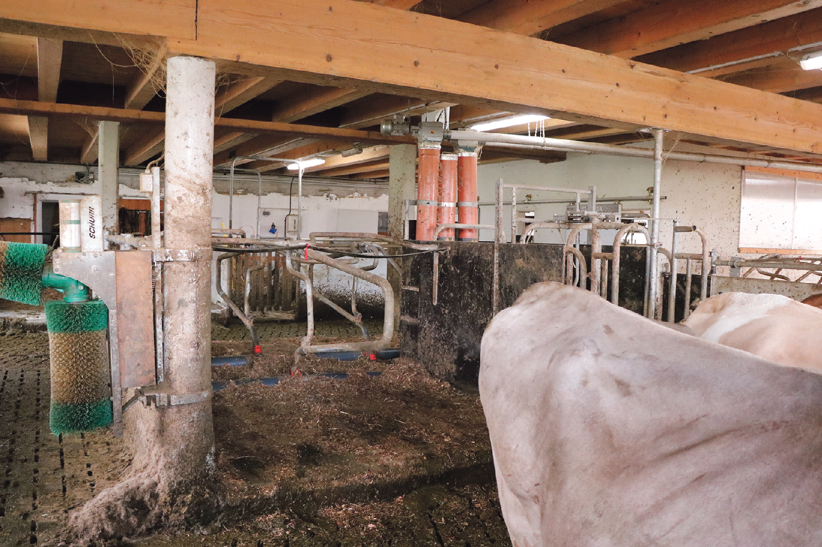 Im Stall sind die Trockensteher von den laktierenden Kühen getrennt. Die älteren Kalbinnen laufen in der Herde mit. © Kronreif