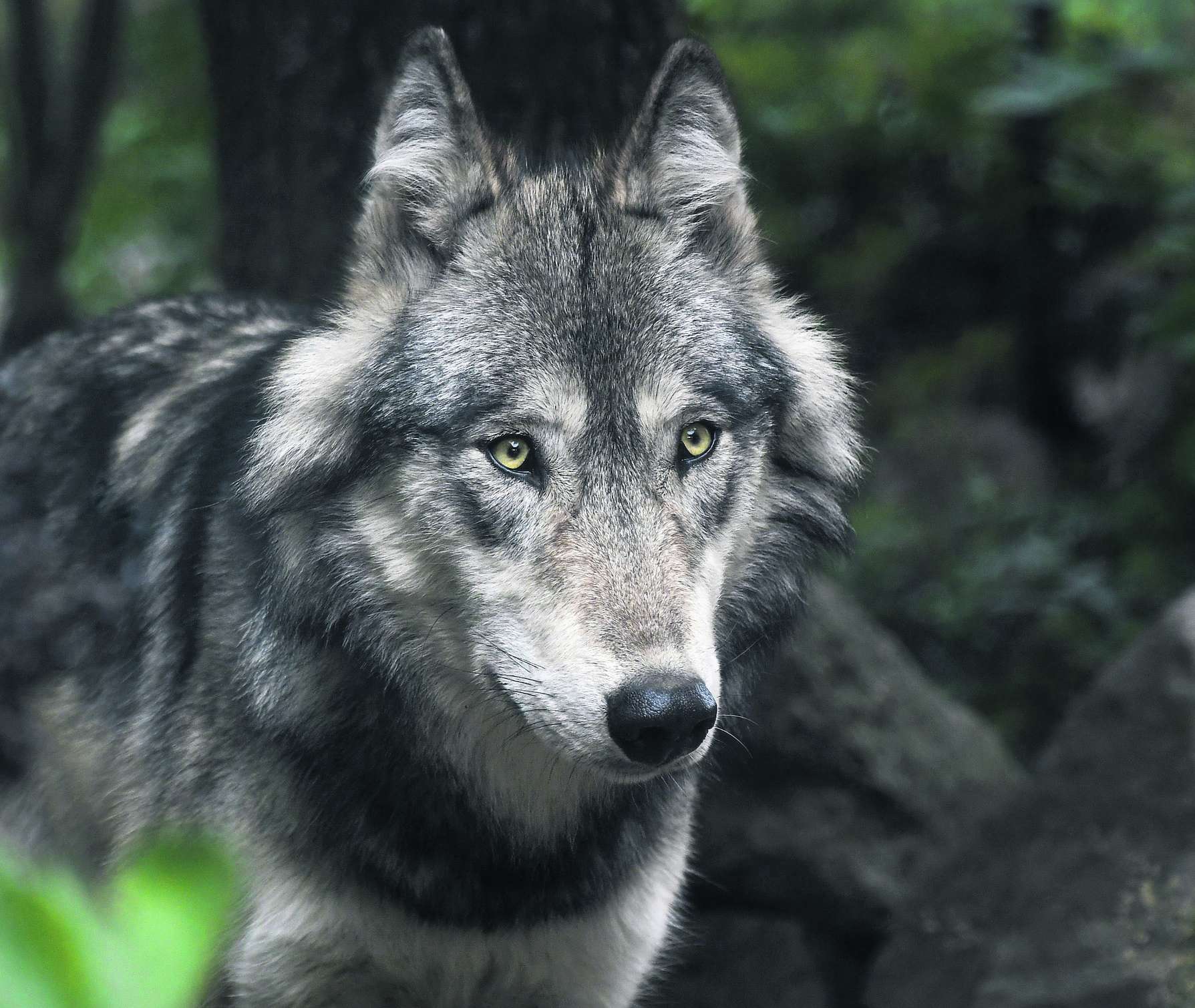 Wolf © pixabay Wolf © pixabay