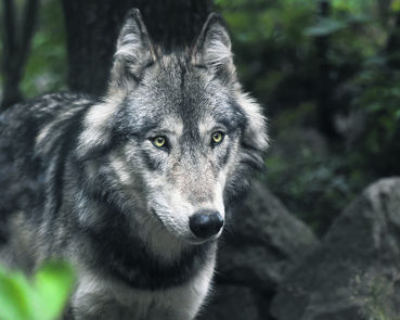 Wolf © pixabay