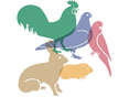Rassekleintierzuchtverein_Logo_stch.jpg
