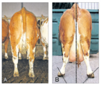 Beurteilung des Winkels der Zwischenklauenachse zur Identifizierung von subklinischen Lahmheiten: Normal (A): Hierbei läuft die Zwischenklauenachse annährend parallel zur Körperlängsachse; B: Diese Kuh zeigt eine deutlich abnormale Winkelung (der Zwischenklauenachse in Relation zur Körpermittellinie). © Dr. Johann Kofler Beurteilung des Winkels der Zwischenklauenachse zur Identifizierung von subklinischen Lahmheiten: Normal (A): Hierbei läuft die Zwischenklauenachse annährend parallel zur Körperlängsachse; B: Diese Kuh zeigt eine deutlich abnormale Winkelung (der Zwischenklauenachse in Relation zur Körpermittellinie). © Dr. Johann Kofler