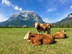 EU-weit vorbildlich: Österreich hat bei der Milch- und Rindfleischproduktion die niedrigsten Werte © HBLFA Raumberg-Gumpenstein EU-weit vorbildlich: Österreich hat bei der Milch- und Rindfleischproduktion die niedrigsten Werte © HBLFA Raumberg-Gumpenstein