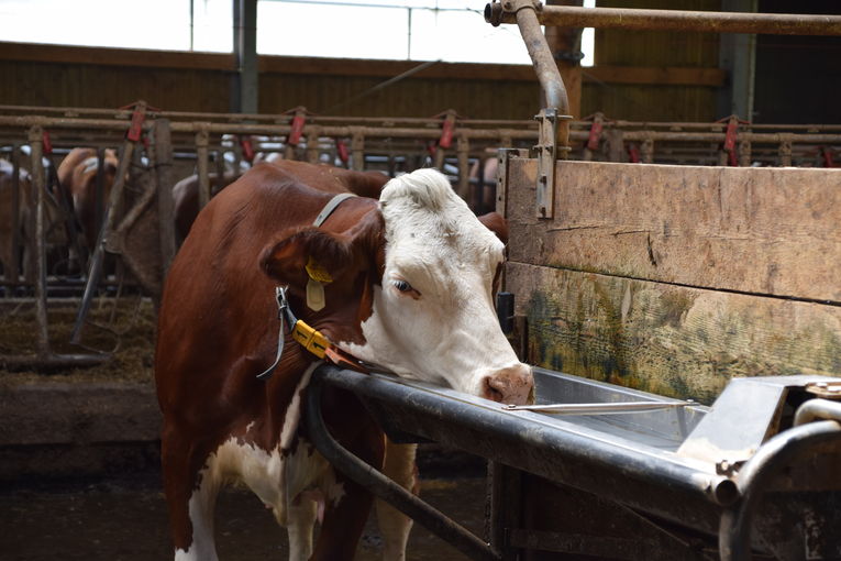 Kuh trinkt AK Milch Steiermark.jpg