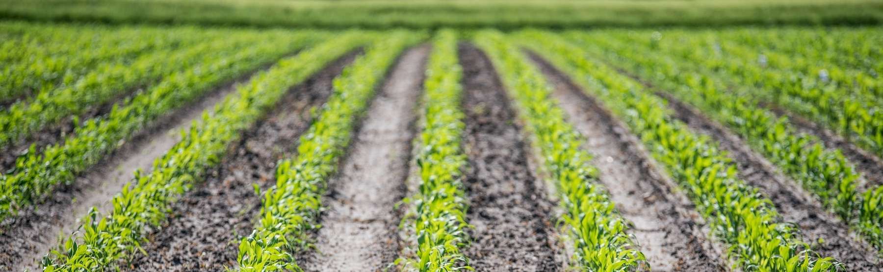 mais.jpg © Pixabay mais.jpg © Pixabay