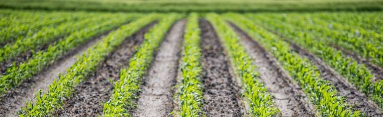 mais.jpg © Pixabay mais.jpg © Pixabay