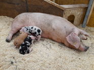 Schweinefoto.jpg © BBK/G.Steiner Schweinefoto.jpg © BBK/G.Steiner