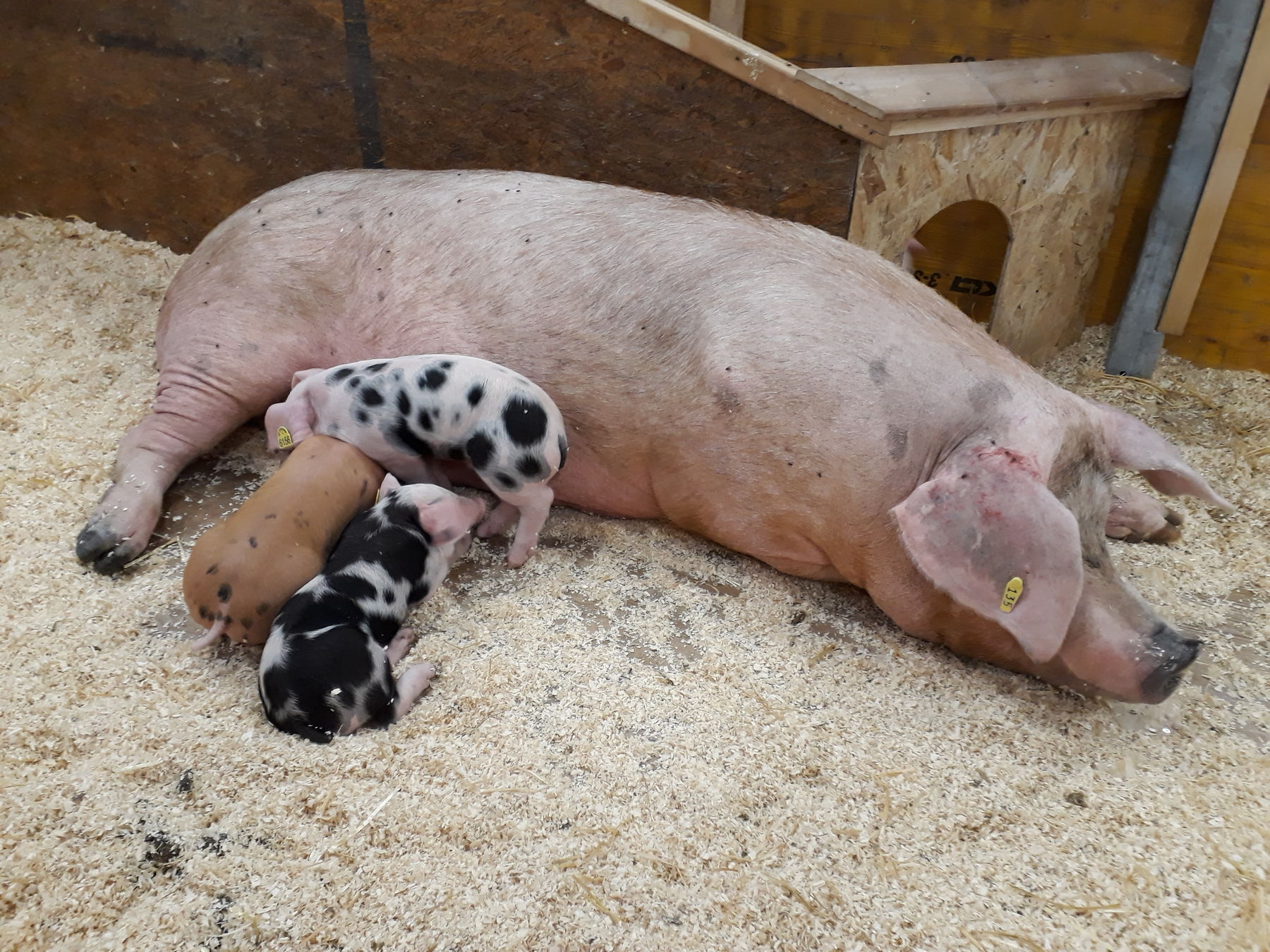 Schweinefoto.jpg © BBK/G.Steiner Schweinefoto.jpg © BBK/G.Steiner