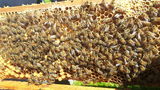 Bienen als Genussbotschafter © DI Höller
