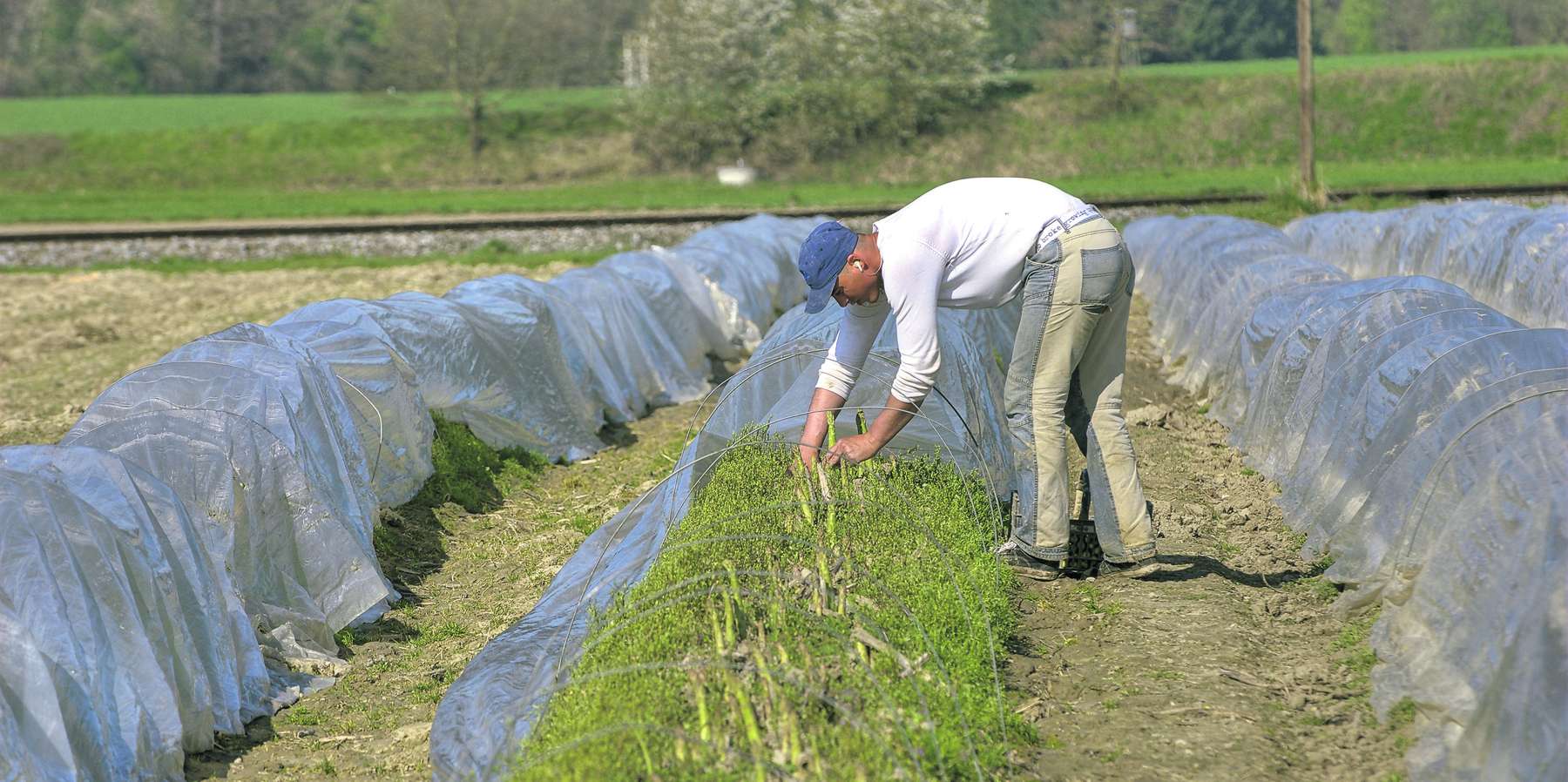 Saisonier bei der Arbeit am Feld