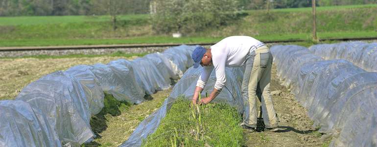 Saisonier bei der Arbeit am Feld © agrarfoto.com