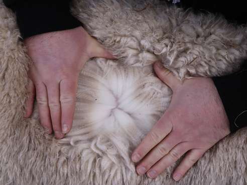 Die Wolle wird mittels Faserprobe auf die Feinheit geprüft. © Kronreif