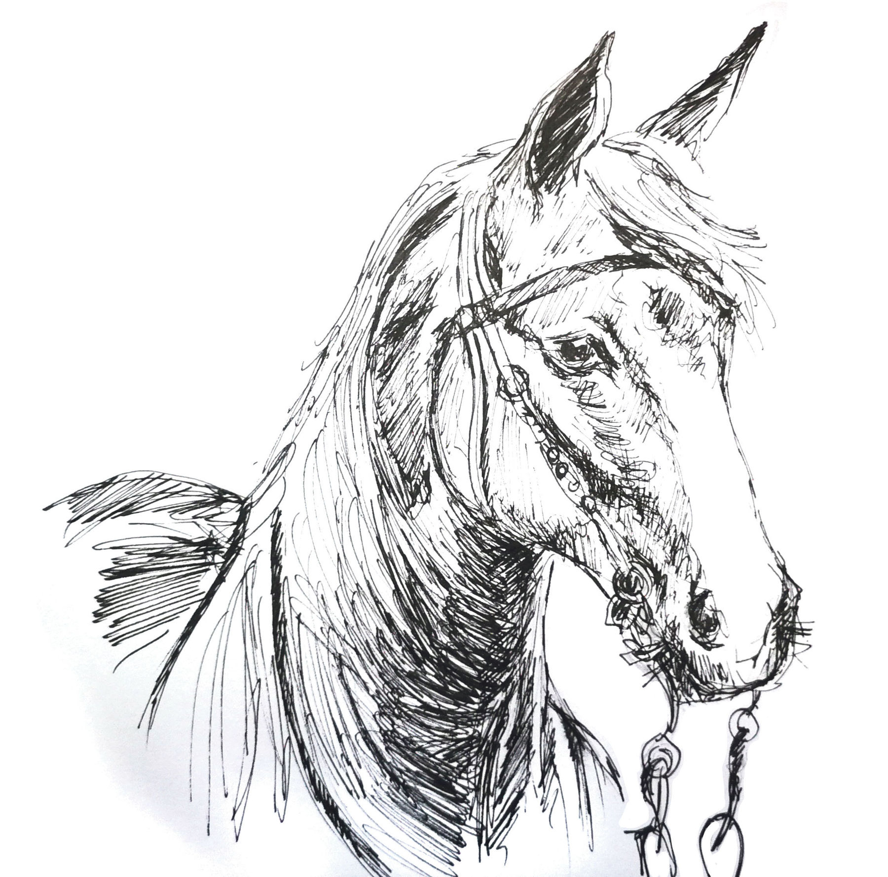 Pferd © Eva Kail/LK Niederösterreich Pferd © Eva Kail/LK Niederösterreich