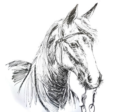 Pferd © Eva Kail/LK Niederösterreich Pferd © Eva Kail/LK Niederösterreich