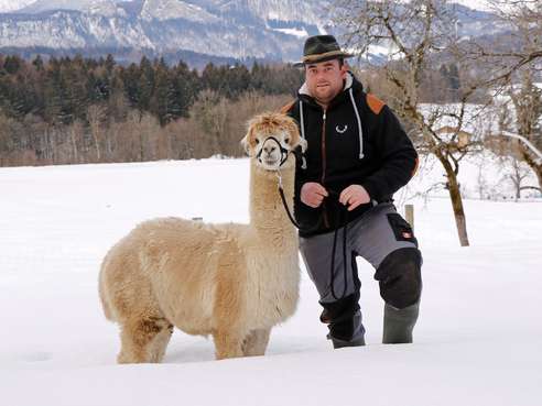 Der neunjährige Zuchthengst "Carino" ist der ganze Stolz vom Alpakazüchter Daniel Schartner. © Kronreif