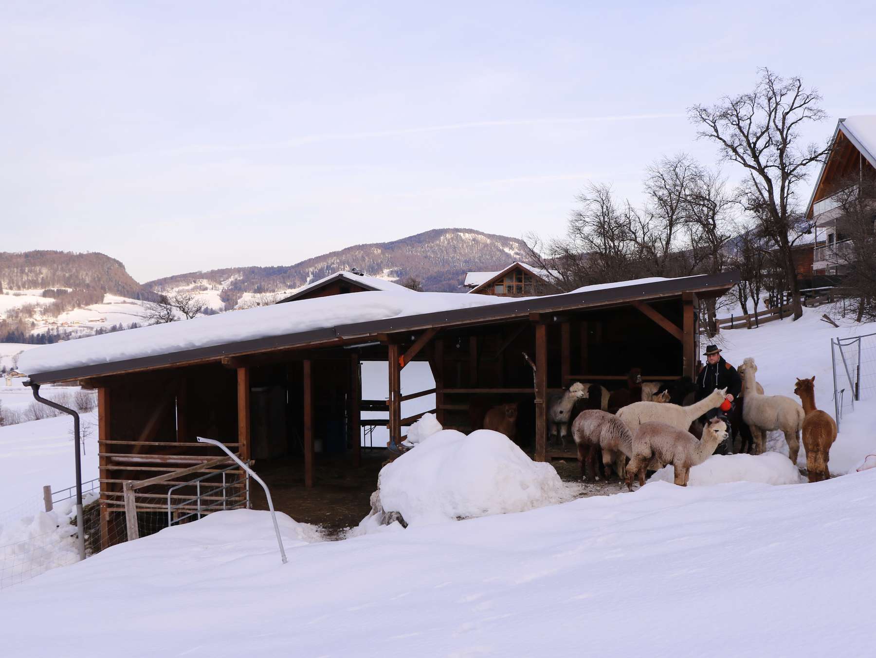 Die Remisee bietet in den Wintermonaten sowohl für die Hengst- als auch die Stutenherde Schutz. © Kronreif