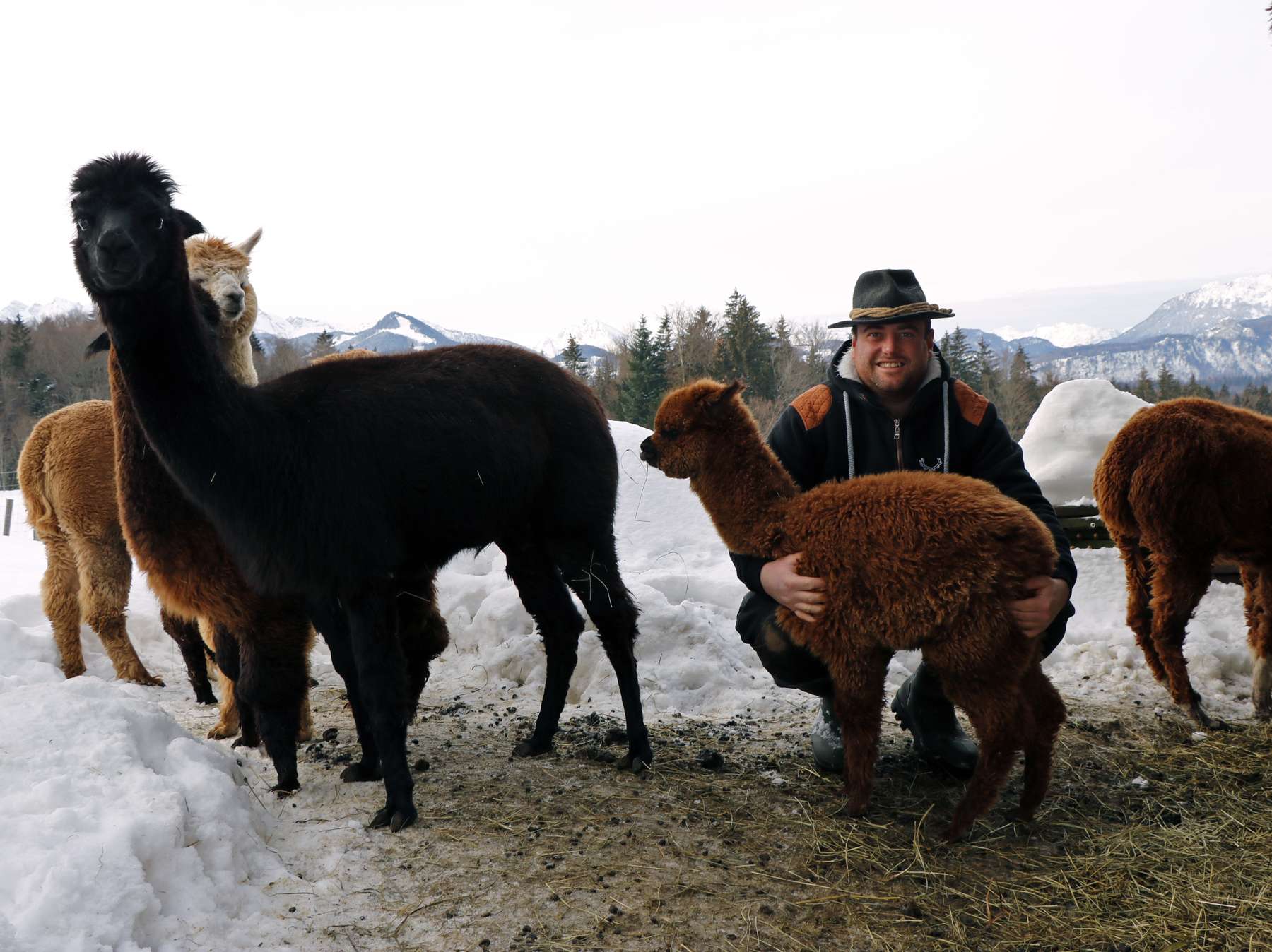 Daniel Schartner mit dem Alpakafohlen "Alf" © Kronreif