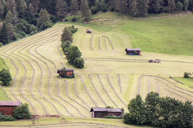 Grundstückspacht ist oftmals die einzige Möglichkeit, den Betrieb mit Flächen aufzustocken. © Michaela Kölle