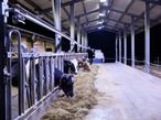 MODERNE BELEUCHTUNG steigert bei richtiger Beleuchtungsdauer und korrekter Lichtintensität die Leistung der Tiere. © Pelzer MODERNE BELEUCHTUNG steigert bei richtiger Beleuchtungsdauer und korrekter Lichtintensität die Leistung der Tiere. © Pelzer