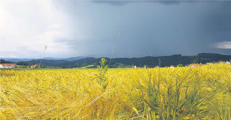 Die Sommergerste ist in den letzten Jahren zum Stiefkind des Getreideanbaus degradiert worden. Durch Braugerste bekommt sie neuen Aufwind. © LK Kärnten/Gruber Die Sommergerste ist in den letzten Jahren zum Stiefkind des Getreideanbaus degradiert worden. Durch Braugerste bekommt sie neuen Aufwind. © LK Kärnten/Gruber